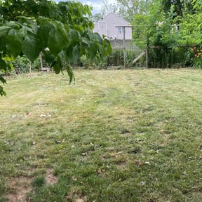 Bush Trimming by IMPAKT Lawn Solutions reviewed on July 26, 2022