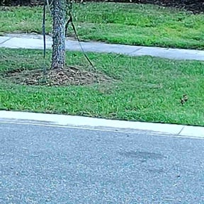Flower Bed Weeding by Vera Lawns reviewed on May 3, 2025