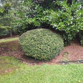 Bush Trimming by Enrique's Outdoor Maintenance reviewed on August 7, 2022