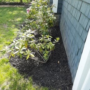 Mulching by Cutting up Lawn and Tree Care reviewed on June 30, 2022