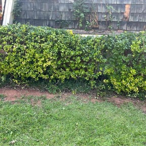Bush Trimming by Bizy B's Lawn Services & Pressure Washing reviewed on November 14, 2022