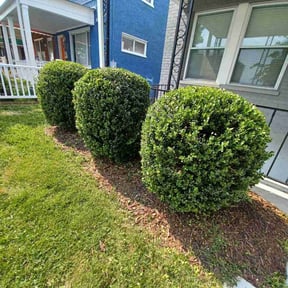 Bush Trimming by Greg's gardens reviewed on October 24, 2024