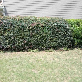 Bush Trimming by KevnLori Professional Lawn Care LLC reviewed on July 6, 2022