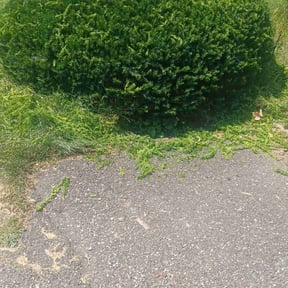 Bush Trimming by Anointed Services reviewed on November 18, 2024