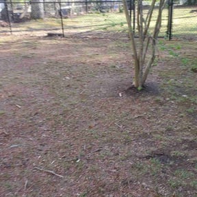 Leaf Removal by Clark on time lawn care reviewed on June 9, 2022