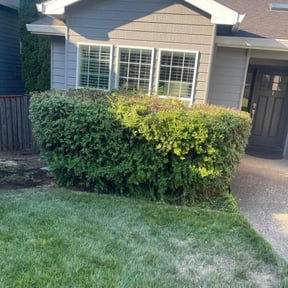 Bush Trimming by TEES SOLUTION reviewed on July 26, 2022