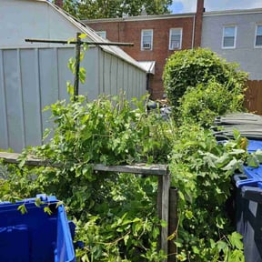 Bush Trimming by Krenik lawn services reviewed on October 24, 2024