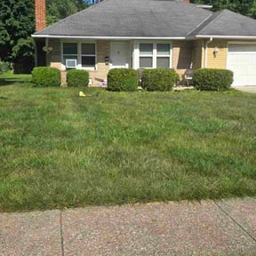 Bush Trimming by Mitchell's Home Solutions reviewed on May 25, 2025