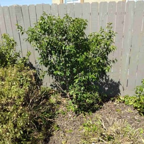 Bush Trimming by Integrity Lawn Care LLC reviewed on July 18, 2022