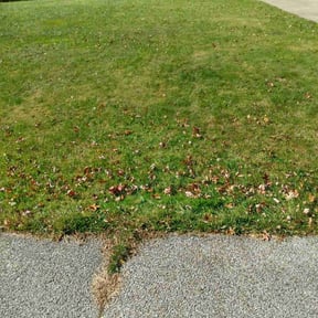 Leaf Removal by Chucks Cutz LLC reviewed on June 9, 2025