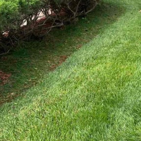 Bush Trimming by GET Tax Service reviewed on June 1, 2022