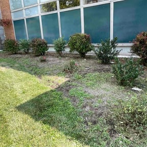 Bush Trimming by Teescutandclean reviewed on April 1, 2025