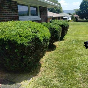 Bush Trimming by Lawns 4 Less reviewed on November 18, 2024