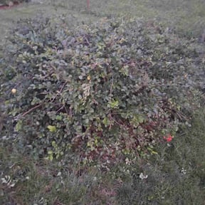Bush Trimming by Graceful Lawn Care reviewed on August 9, 2022
