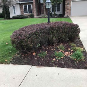 Bush Trimming by Fathers N Sons Lawn Care reviewed on May 9, 2022