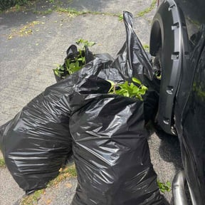 Bush Trimming by R T3 reviewed on June 2, 2022