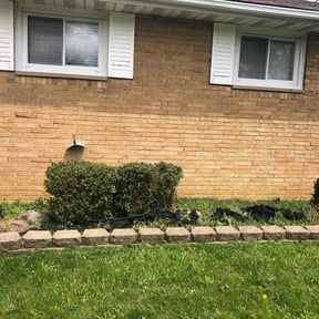 Bush Trimming by Guzman and Son Cleaning Service LLC reviewed on June 4, 2025