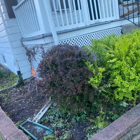 Bush Trimming by County Line Services reviewed on July 28, 2022