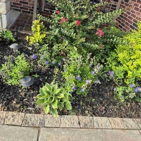 Flower Bed Weeding by Cream of the Cut Lawn Care reviewed on November 10, 2021