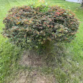 Bush Trimming by Davino Handy Services reviewed on July 15, 2022