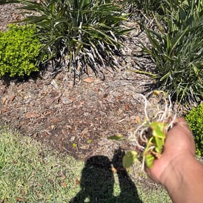 Flower Bed Weeding by RL Landscapes reviewed on October 25, 2021