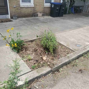 Flower Bed Weeding by Chloe’s Lawn Care LLC reviewed on June 20, 2022
