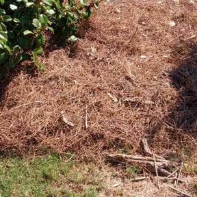 Mulching by Schuetz Landscaping Services reviewed on July 14, 2022