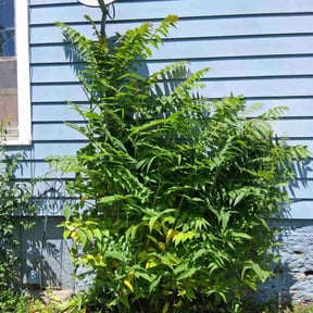 Bush Trimming by A&M reviewed on July 17, 2022