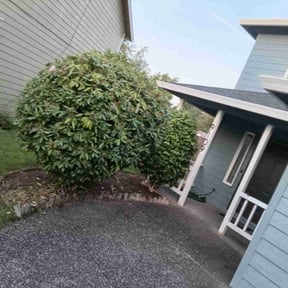 Bush Trimming by S&P Lawn maintenance LLC reviewed on January 18, 2020