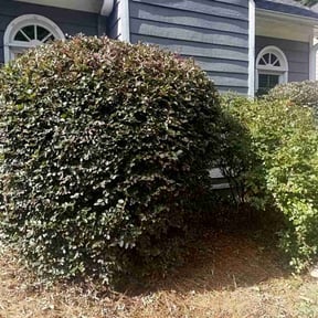 Bush Trimming by Joshua Boyd reviewed on July 13, 2022