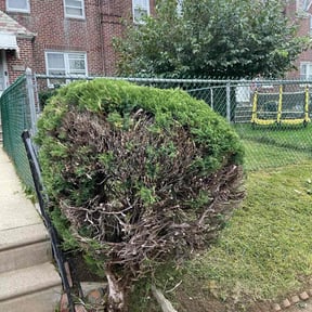 Bush Trimming by Martin LLC reviewed on October 22, 2024