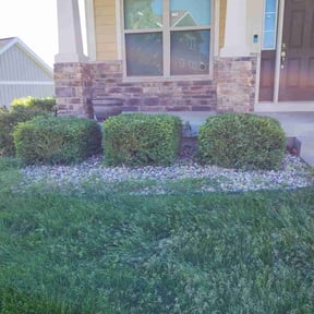 Bush Trimming by Finns landscaping reviewed on November 18, 2024