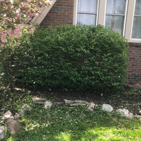 Bush Trimming by Robert Christman inc reviewed on July 17, 2022