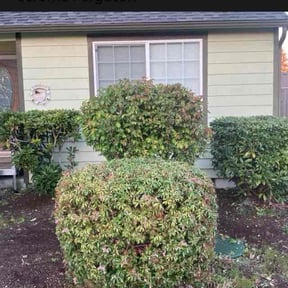 Bush Trimming by REAMSLAWNCARE LLC reviewed on May 21, 2022