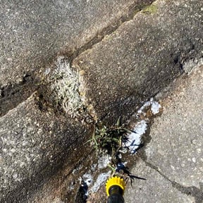 Flower Bed Weeding by Primos  Grow&amp;Mow reviewed on September 22, 2024