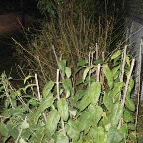 Bush Trimming by DC Landscaping reviewed on August 8, 2022