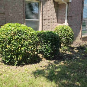Bush Trimming by D Taylor's Property services reviewed on August 17, 2020