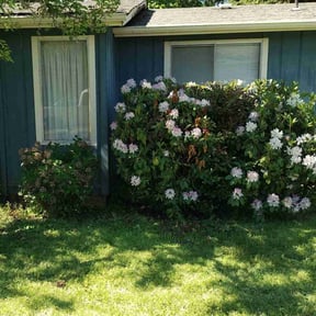 Bush Trimming by Paul and Paul lawn service and landscaping reviewed on October 29, 2021
