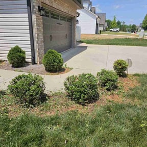 Bush Trimming by Pro Clean Solutions Inc. reviewed on March 18, 2022