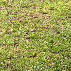 Weeding by Hanhan Lawn Care LLC reviewed on April 22, 2025