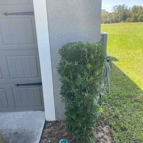 Bush Trimming by TruGreen LawnCare reviewed on August 7, 2024
