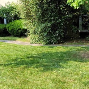 Bush Trimming by Paul and Paul lawn service and landscaping reviewed on June 15, 2022