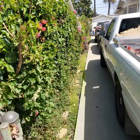 Bush Trimming by H&S Landscaping and Design reviewed on June 11, 2020
