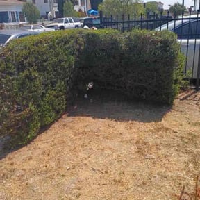 Bush Trimming by Forever Green FG LLC reviewed on May 6, 2025