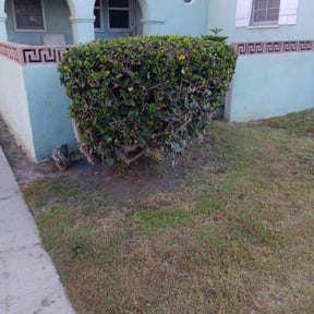 Bush Trimming by Clean cut maintence reviewed on August 7, 2022