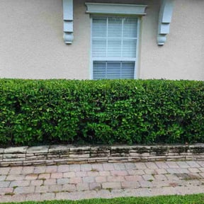 Bush Trimming by John&#039;s Lawn Maintenance reviewed on August 19, 2024