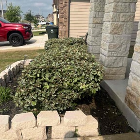 Bush Trimming by Sweetgreen reviewed on May 26, 2022