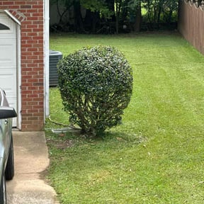 Bush Trimming by BladezoflightningLLC reviewed on April 17, 2025