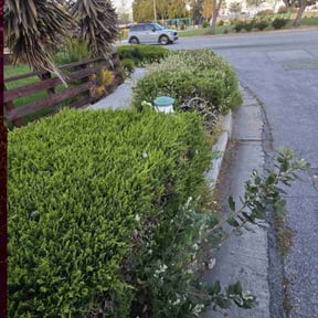 Weeding by Mikes Landscaping reviewed on October 20, 2024
