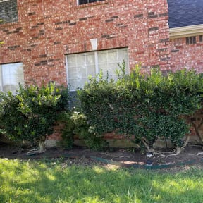 Flower Bed Weeding by LSLTDallas/FortWorthTruGreen reviewed on February 9, 2024